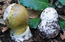 Amanita_Phalloides_ovulo